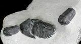 Metacanthina & Two Gerastos Trilobites - Mrakib, Morocco #28613-2